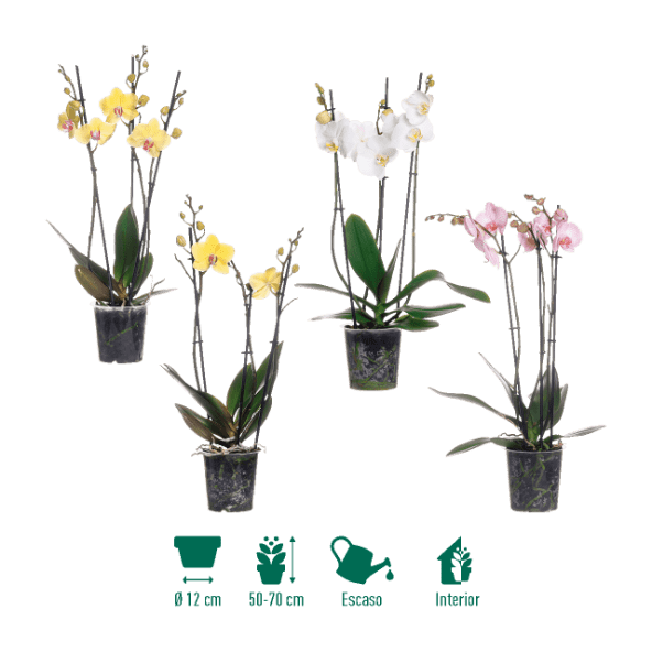 GARDENLINE® - Orquídea 3 tallos