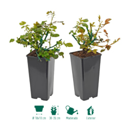 GARDENLINE® - Rosal