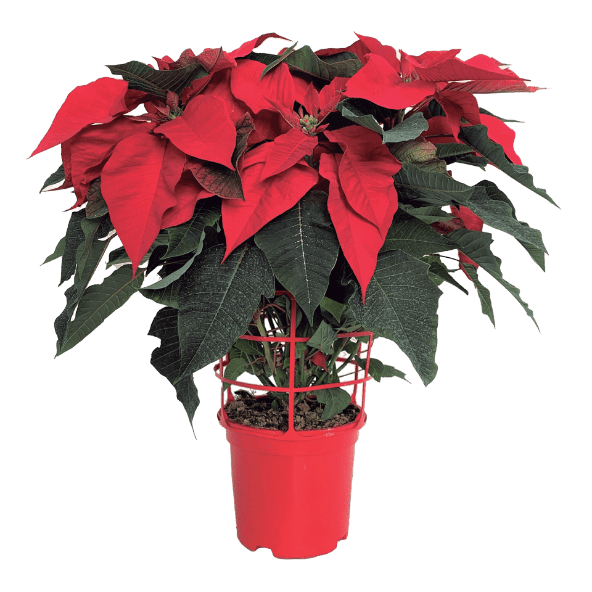 GARDENLINE® - Flor de Pascua