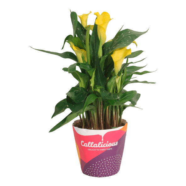 GARDENLINE® - Cala