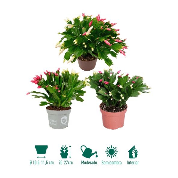 GARDENLINE® - Cactus de otoño