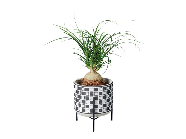 Planta verde
