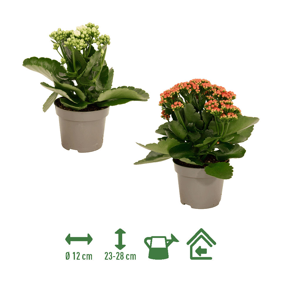GARDENLINE® - Kalanchoe