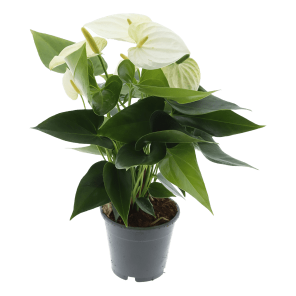 GARDENLINE® - Anthurium
