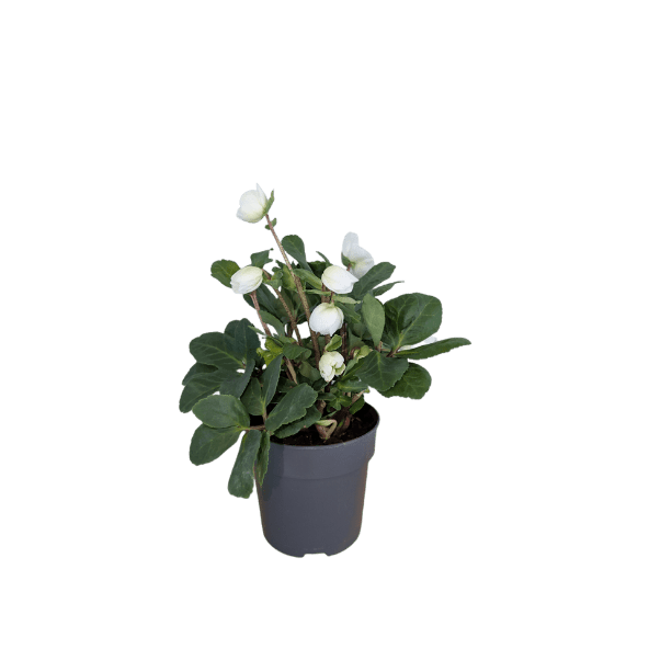 GARDENLINE® - Rosa de Navidad