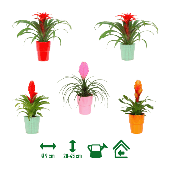GARDENLINE® - Bromelia