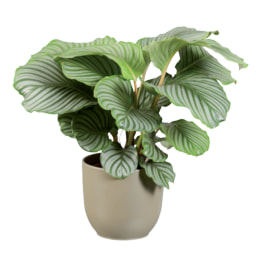 Calathea