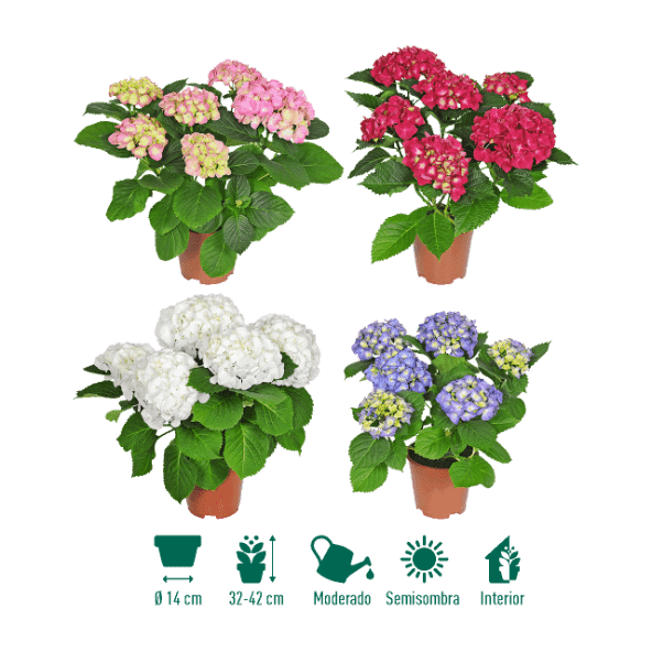 GARDENLINE® - Hortensia