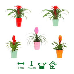 GARDENLINE® - Bromelia
