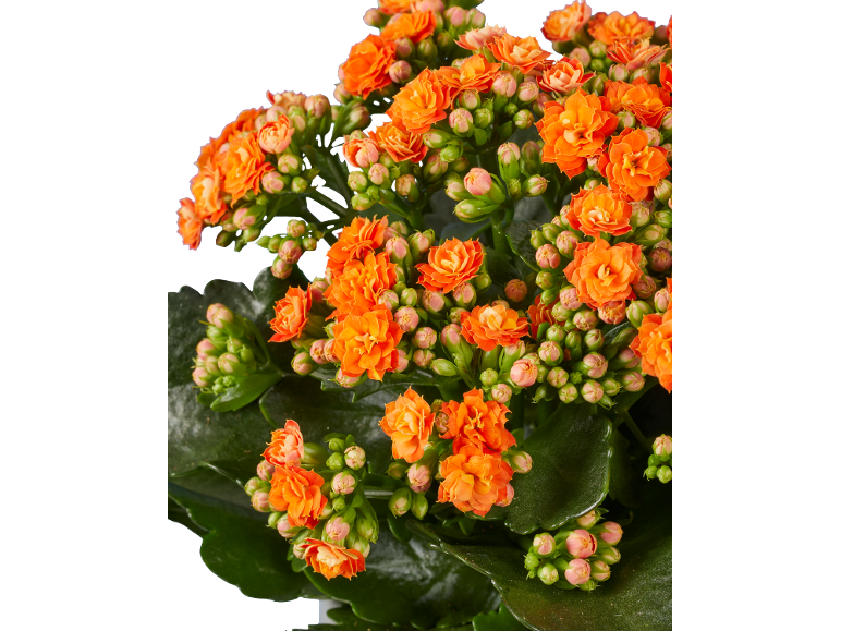 Kalanchoe Halloween