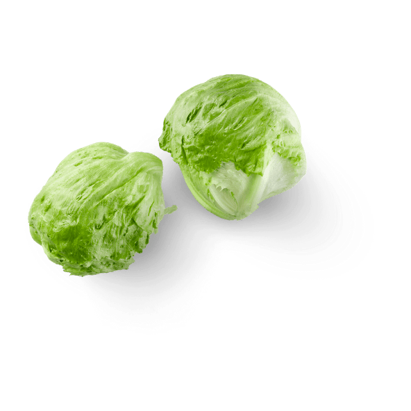 Lechuga iceberg