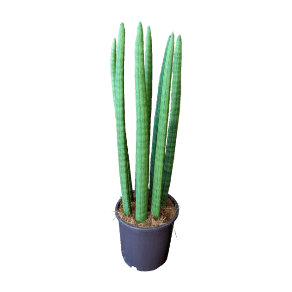 GARDENLINE® - Sansevieria