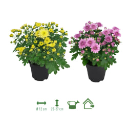GARDENLINE® - Crisantemo