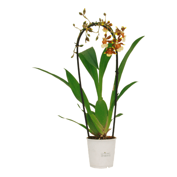 GARDENLINE® - Orquídea