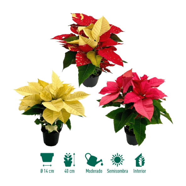 GARDENLINE® - Flor de Pascua