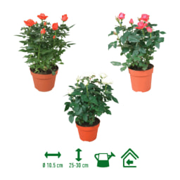 Rosal