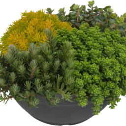 GARDENLINE® - Suculentas sedum