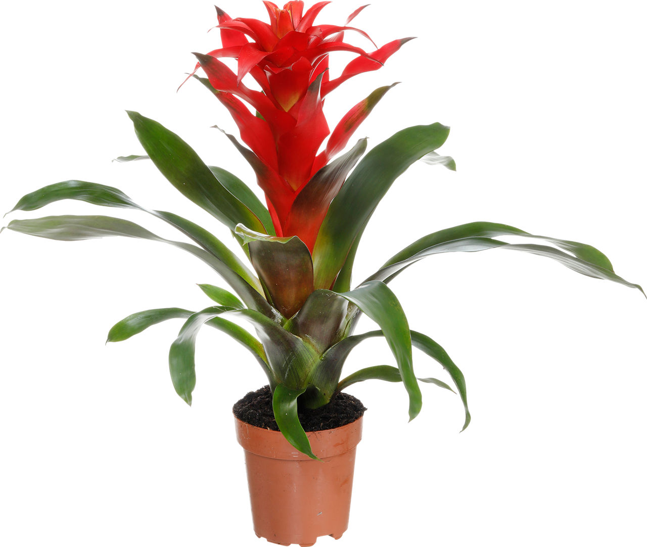 GARDENLINE® - Bromelia