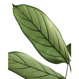 Monstera, Margínata o Yucca