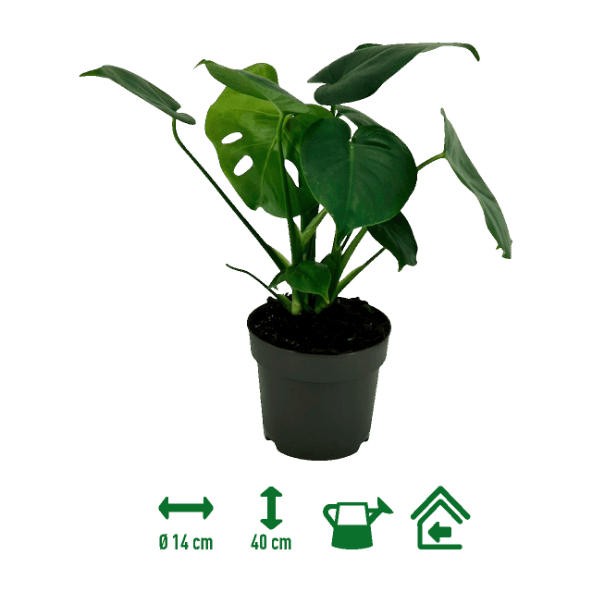 GARDENLINE® - Monstera