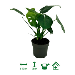 GARDENLINE® - Monstera