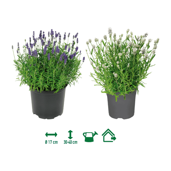GARDENLINE® - Lavanda angustifolia
