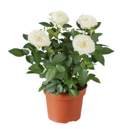 Rosal