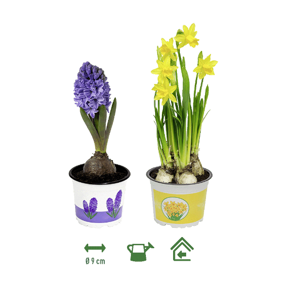 GARDENLINE® - Jacinto / Narciso