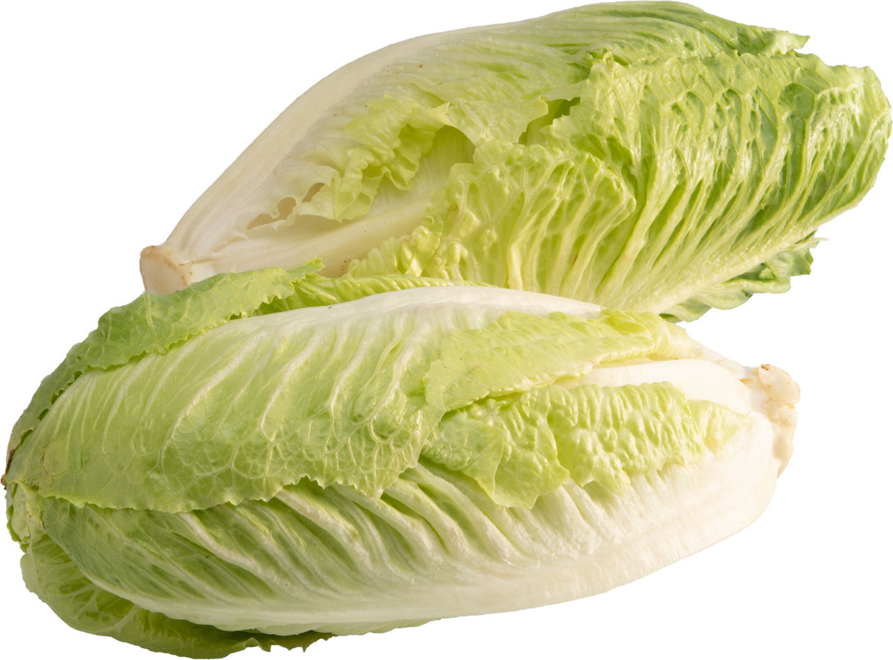 Lechuga romana