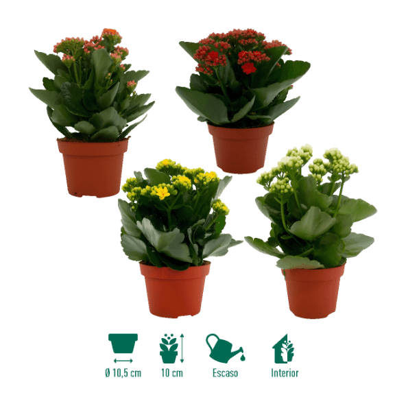 GARDENLINE® - Kalanchoe