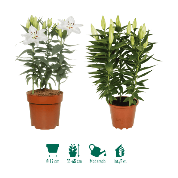 GARDENLINE® - Lirio oriental