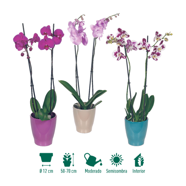 GARDENLINE® - Orquídea