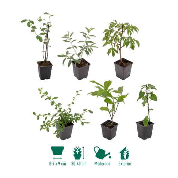 GARDENLINE® - Arbusto / Árbol para plantar