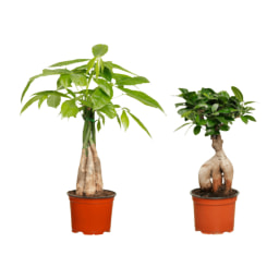 GARDENLINE® Ficus ginseng / Pachira