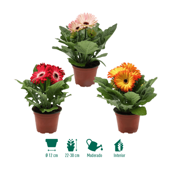 GARDENLINE® - Gerbera