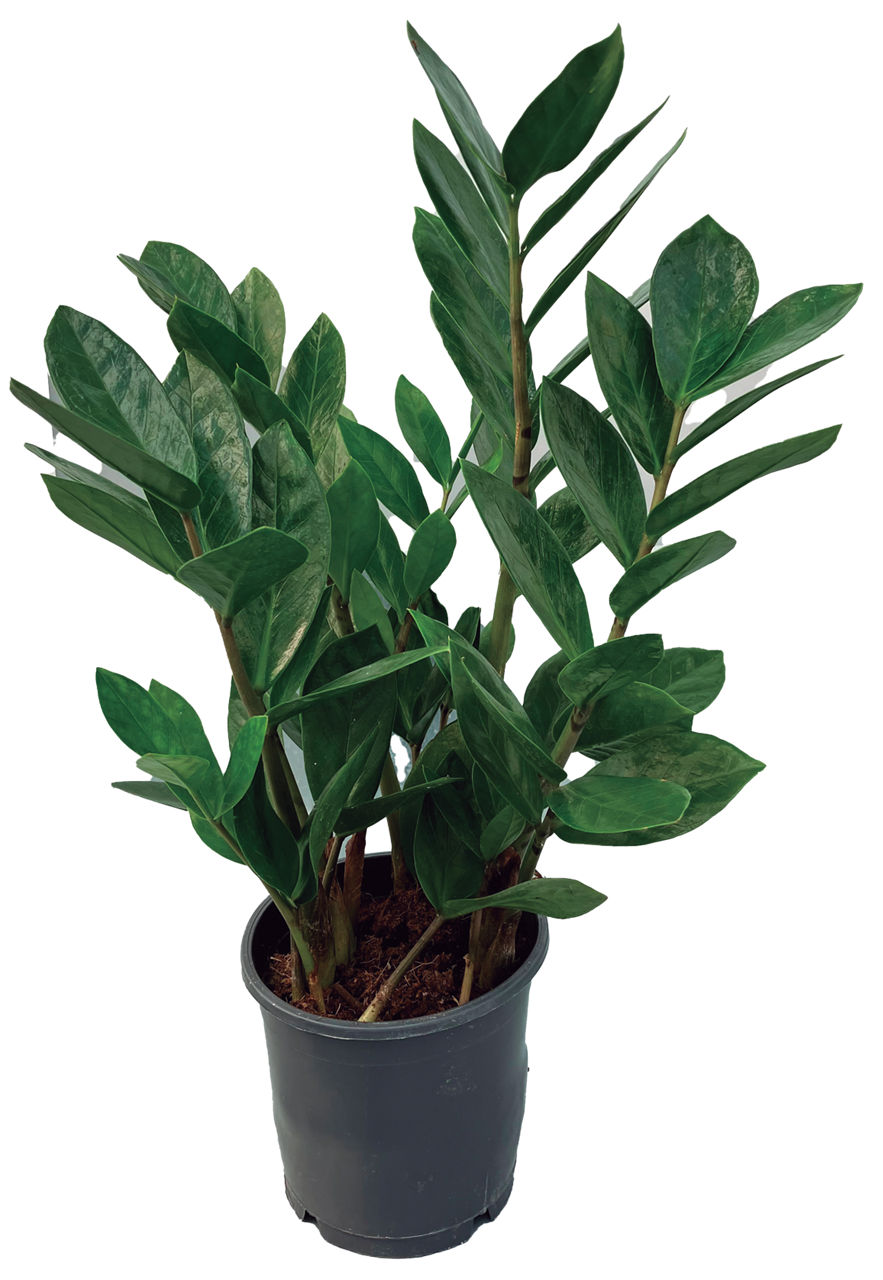 GARDENLINE® - Zamioculcas