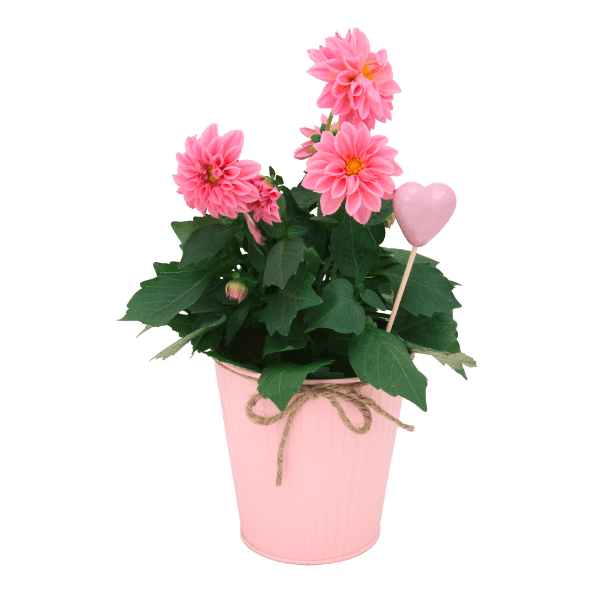 GARDENLINE® - Dalia