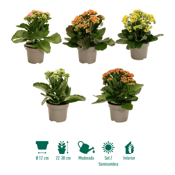 GARDENLINE® - Kalanchoe