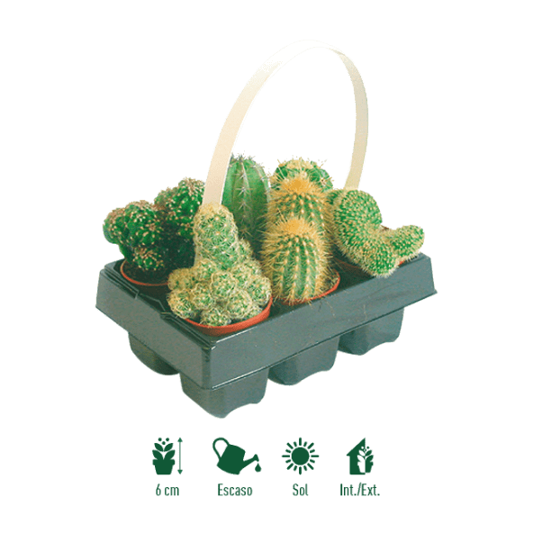 GARDENLINE® - Cesta de cactus