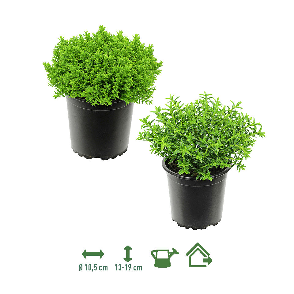 GARDENLINE® - Verónica