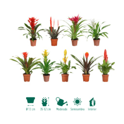 GARDENLINE® - Bromelia