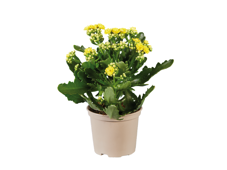 Kalanchoe