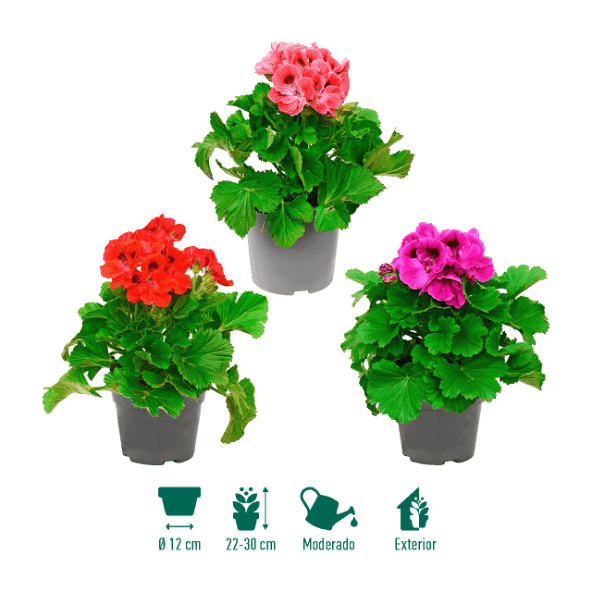 GARDENLINE® - Geranio