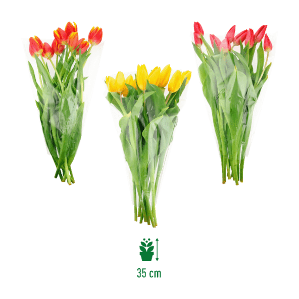 GARDENLINE® - Ramo de tulipanes