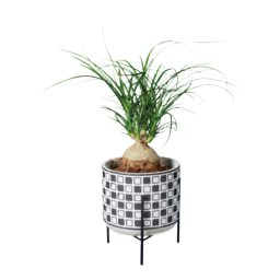 Planta verde