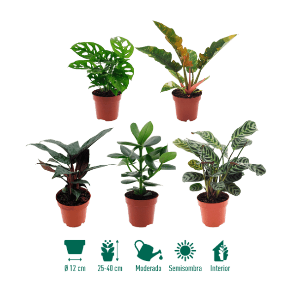 GARDENLINE® - Plantas verdes