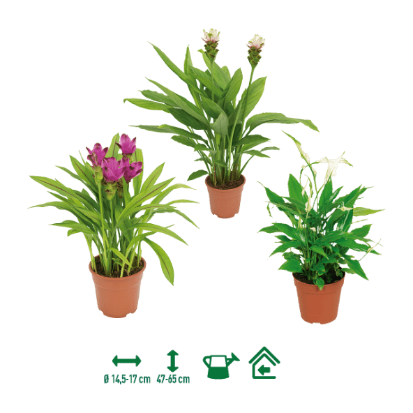 GARDENLINE® - Plantas exóticas