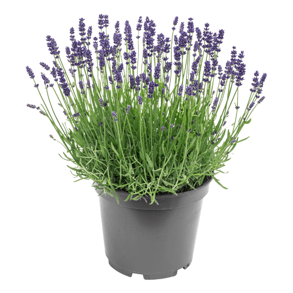 GARDENLINE® - Lirios y lavanda