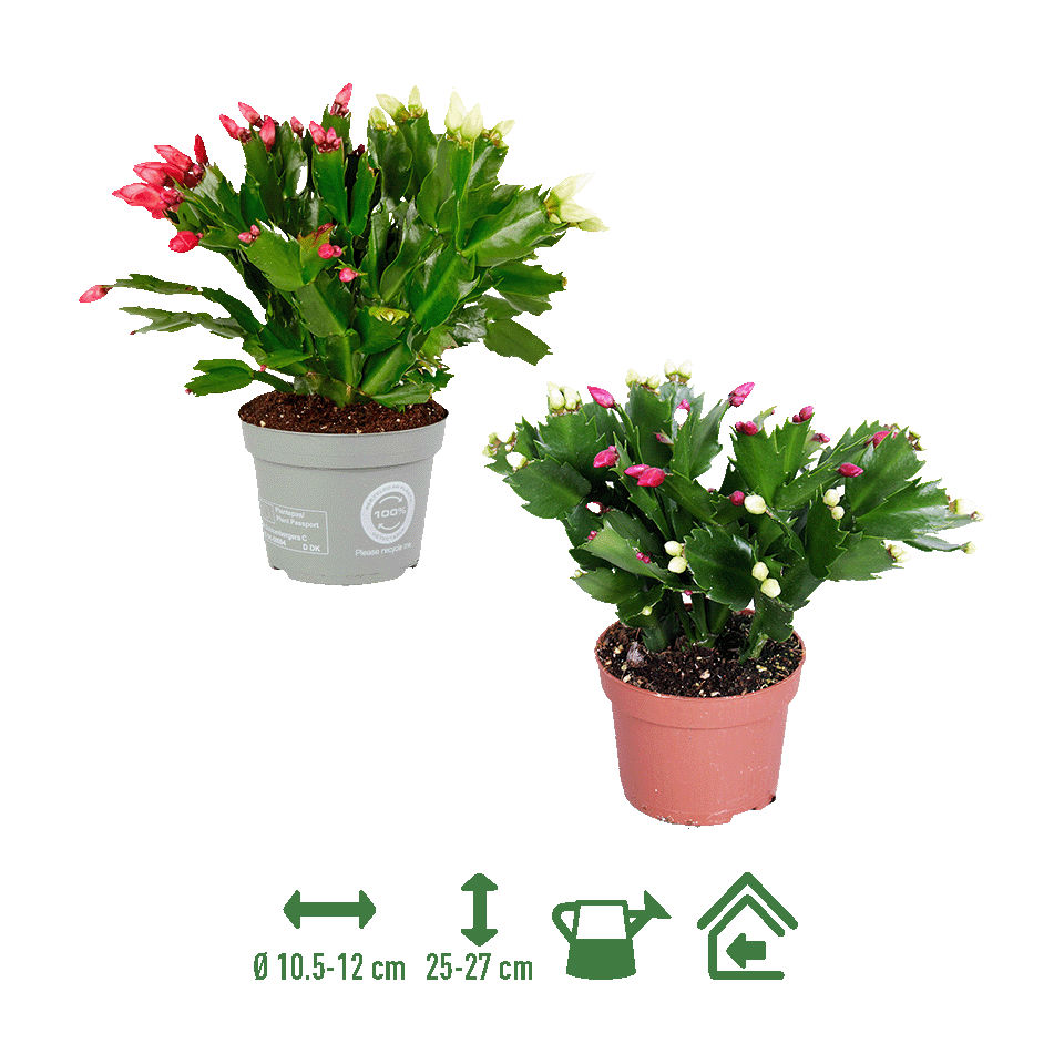 GARDENLINE® - Cactus de otoño