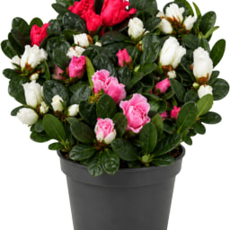GARDENLINE® - Azalea tricolor